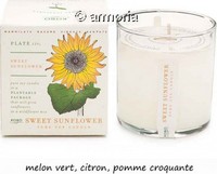 Bougie parfumée Sweet Sunflower - Plant The Box
