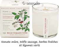 Bougie parfumée Wild Tomato Vine - Plant The Box